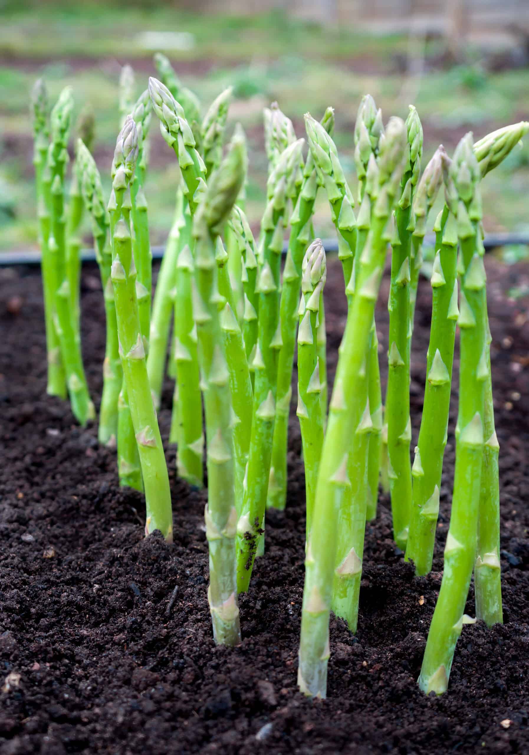 Asparagus-bigstock-Green-Young-Asparagus-Sprouts-298173811-1-scaled.jpg