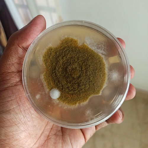 Aspergillus Fl.jpg