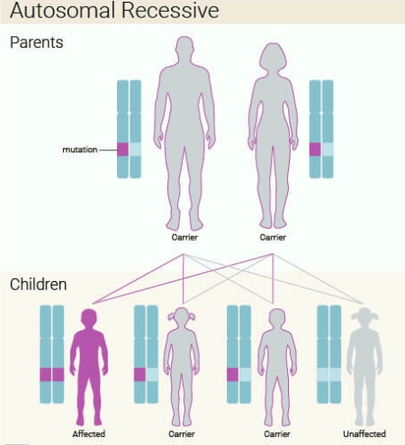 Autosomal_recessive.jpg