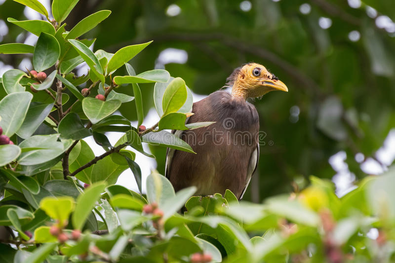 bald-headed-common-myna-bird-yellow-head-perching-tree-b-branch-forest-thailand-asia-76278344.jpg