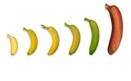 bananas.jpg