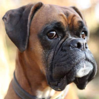 Boxer-1.jpg