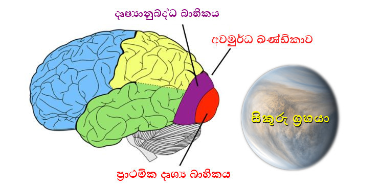 brain.JPG