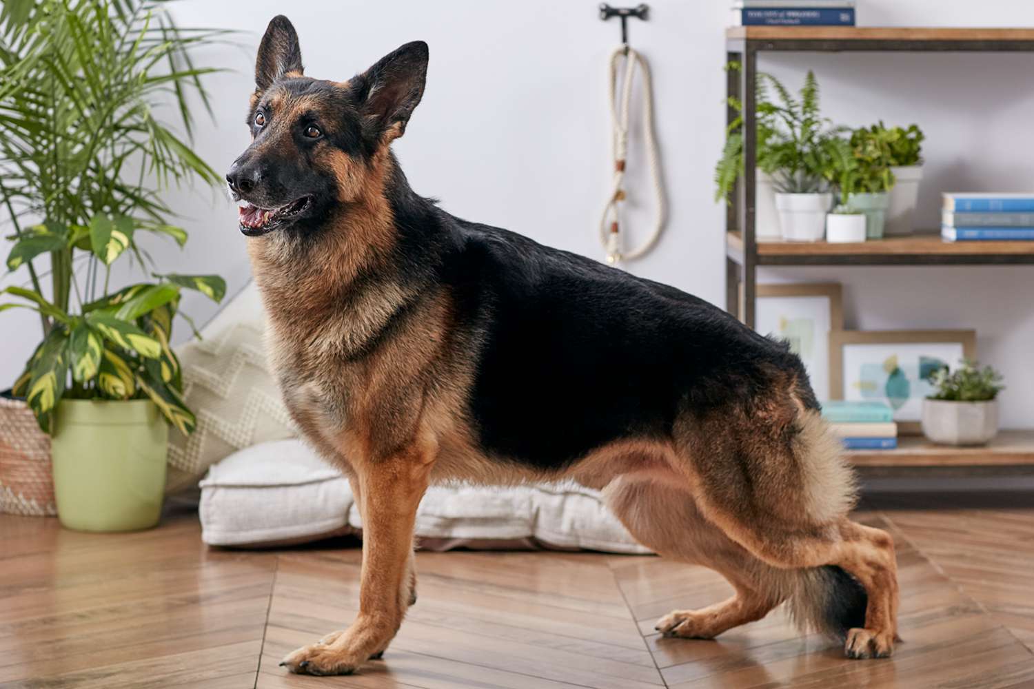 breed_profile_germansheperd_1118000_profile_2608-d7a78e7c1cf049879bec1ec19113ee42.jpg