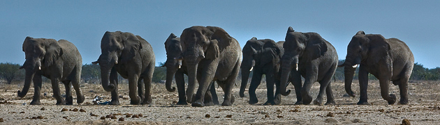 Bull elephants.jpg