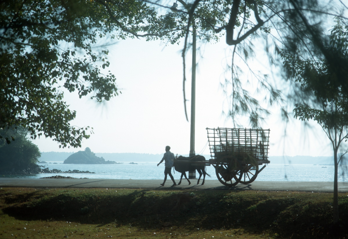 bullock-cart-by-the-shore-weligama-1973_3358145951_o.jpg