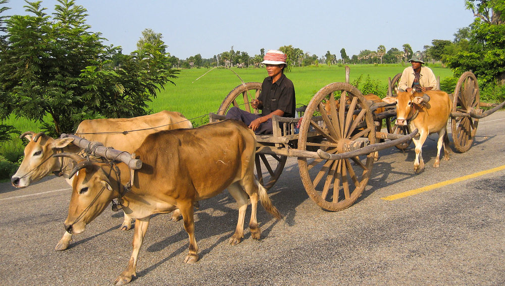 bullock-carts-cambodia.jpg