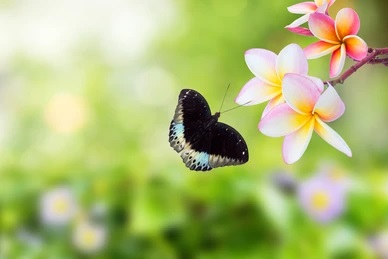 butterfly-plumeria-flower-260nw-256044244.jpg
