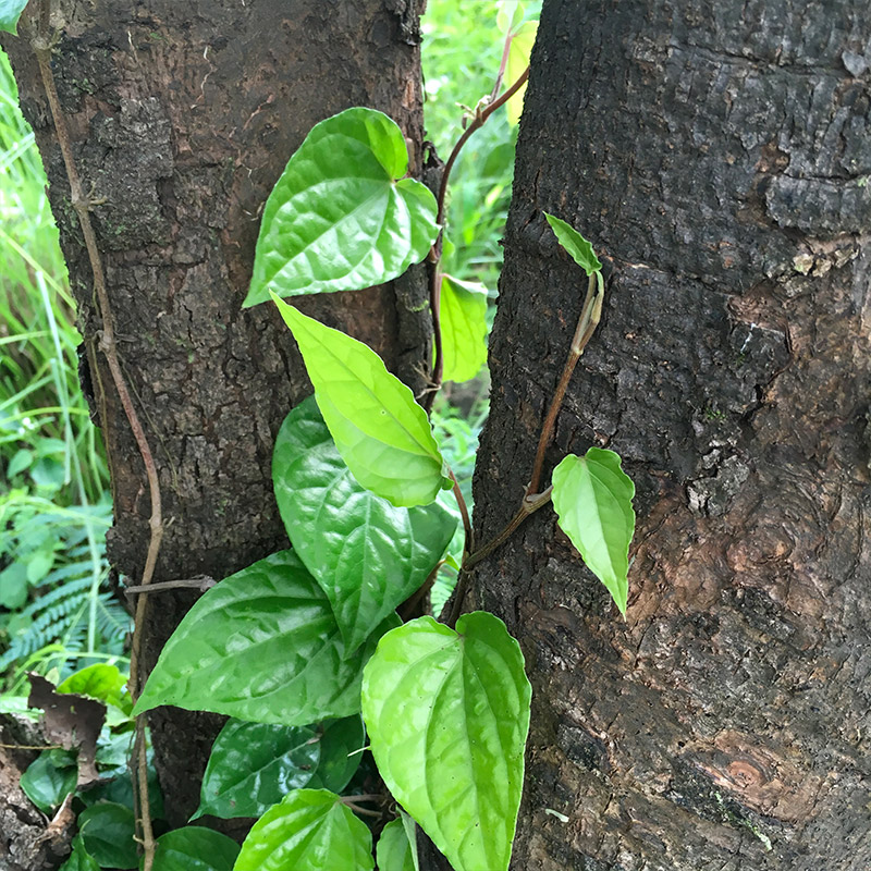 buy-outdoor-piper-betel-paan-plants-online-india-02.jpg