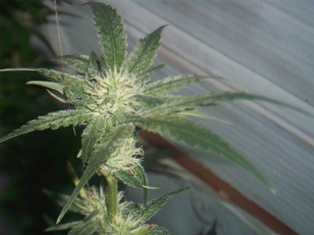 cannabis-week-4-flower.jpg