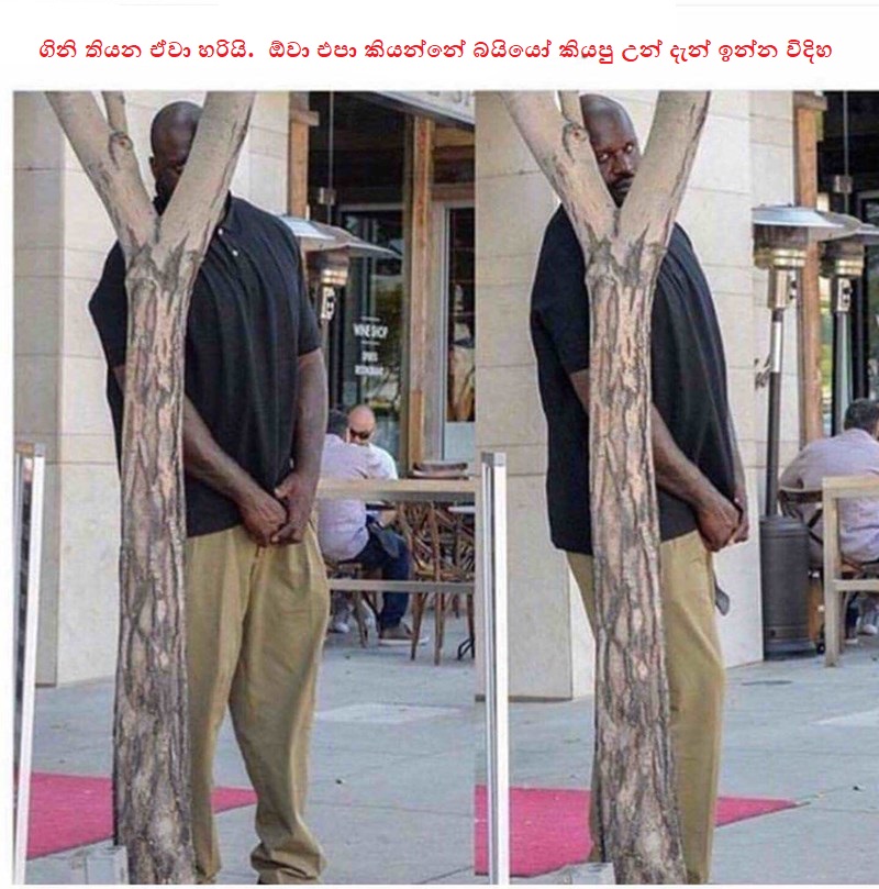 caption-that-reads-when-i-see-a-dog-i-wanna-pet-above-pics-of-shaq-hiding-behind-a-skinny-tree-jpg.170724