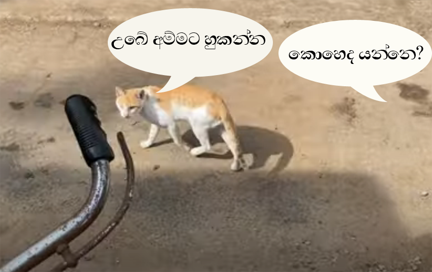 Capture.PNG