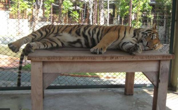 CaptureTigerOnTable.JPG