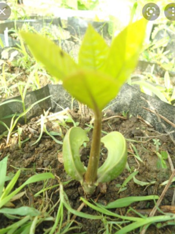 Cashew_Sprout.jpg