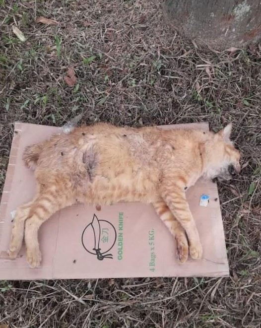 cat-dead-dog-attack-02.jpg