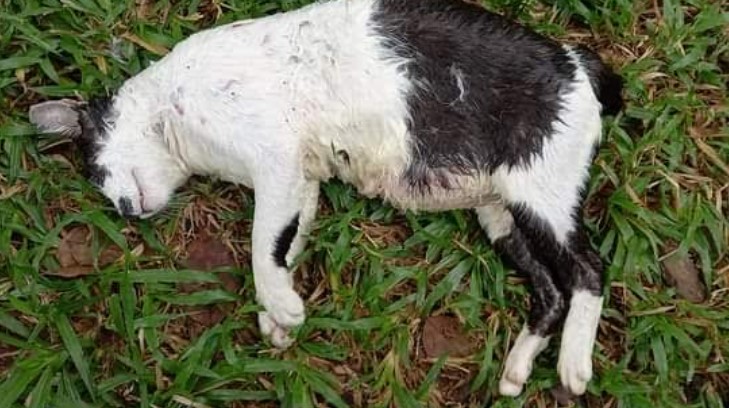 cat-dead-dog-attack-05.jpg