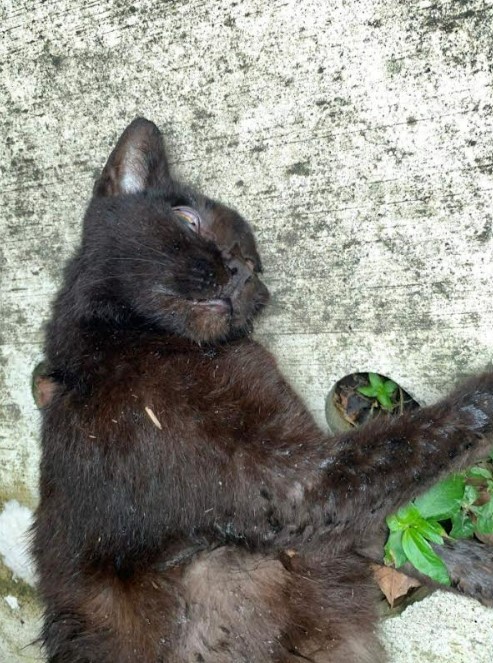cat-dead-dog-attack-06.jpg