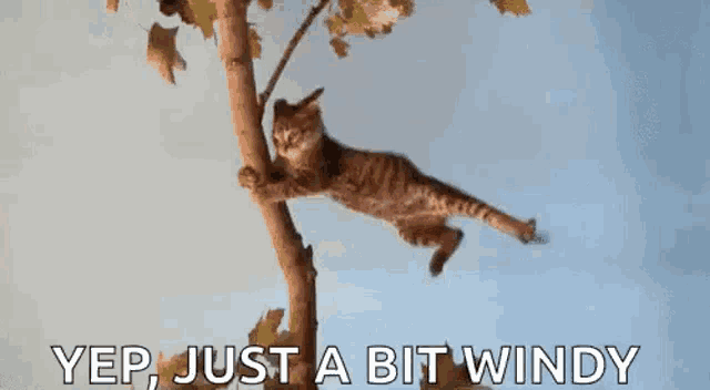 cat.gif