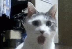 cat.gif
