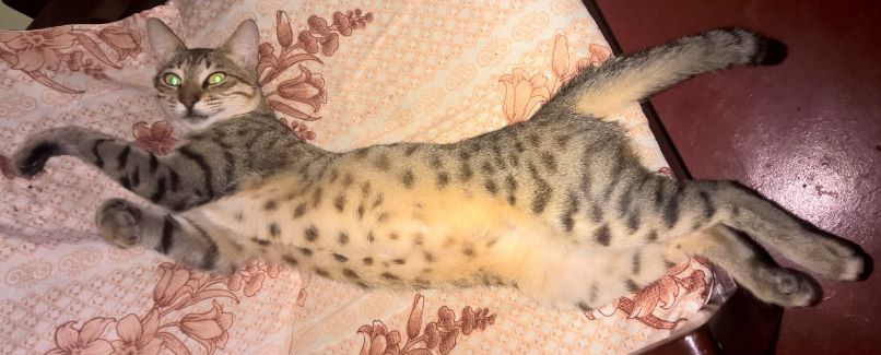 cat.jpg