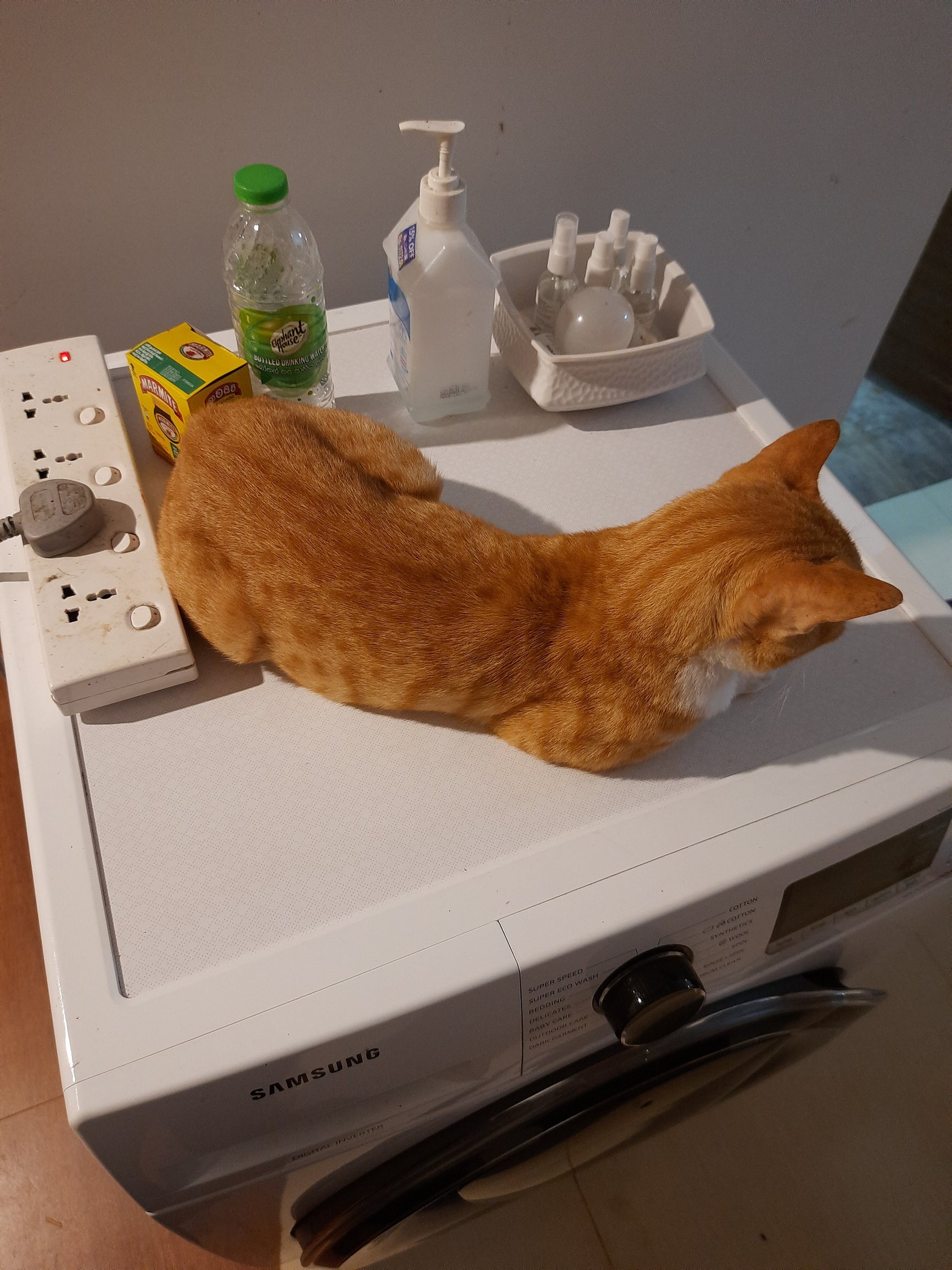 Cat New.jpg