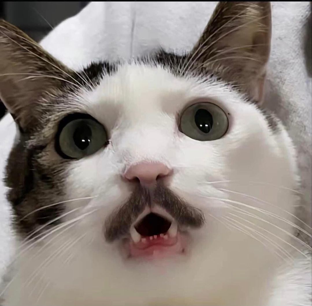 cat_real_lover_1675156192191.jpg