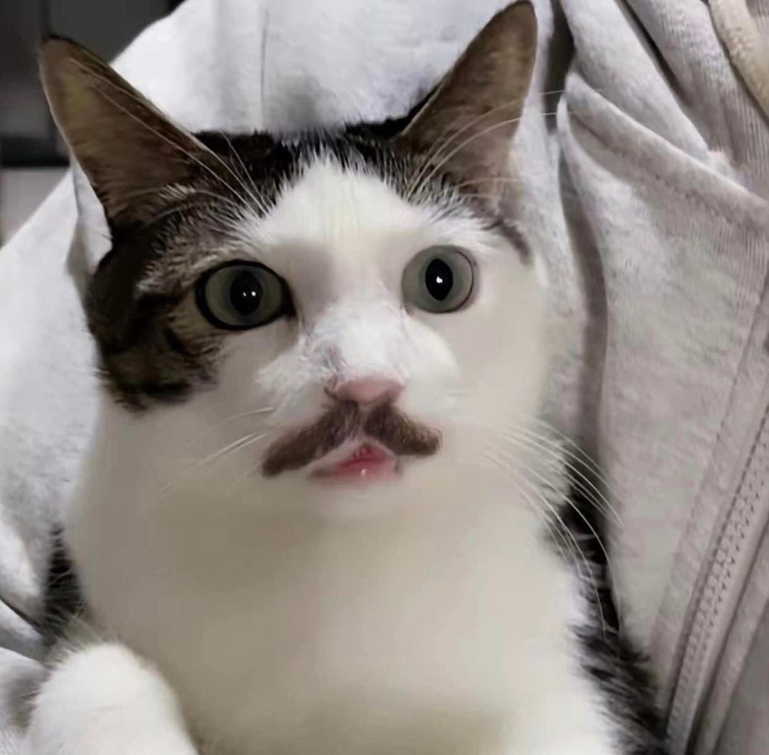 cat_real_lover_1675156192722.jpg
