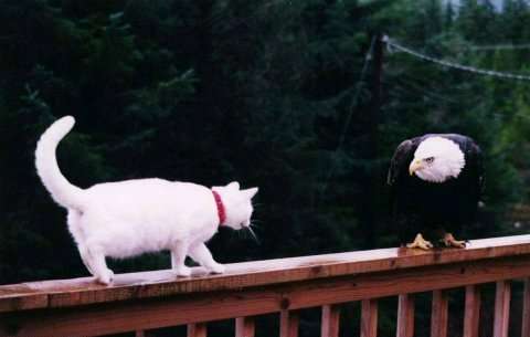 cateagle.jpg