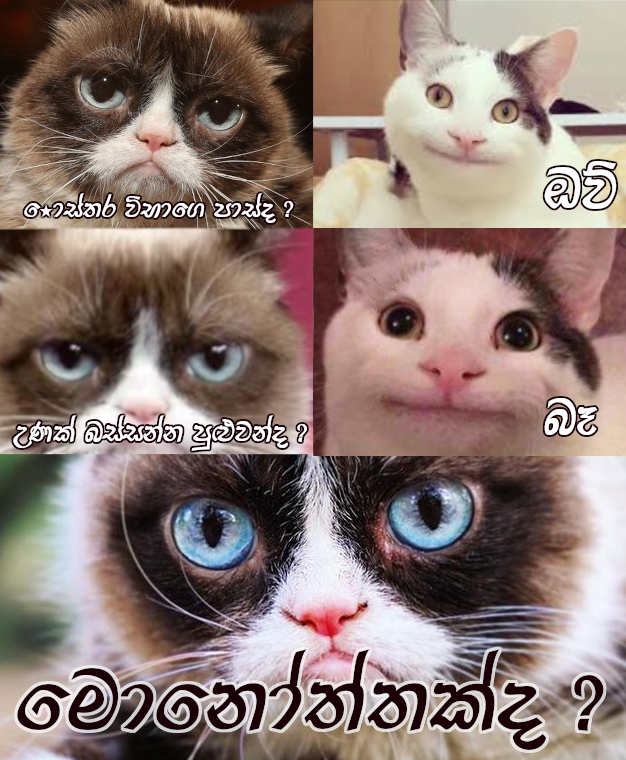 cats.png