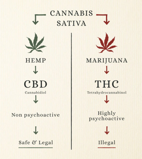cbd-vs-thc-info-graph-480x539.jpg