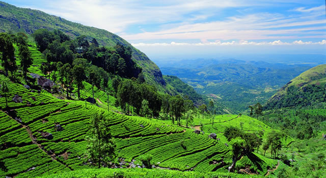 ceylon-tea-plantation.jpg
