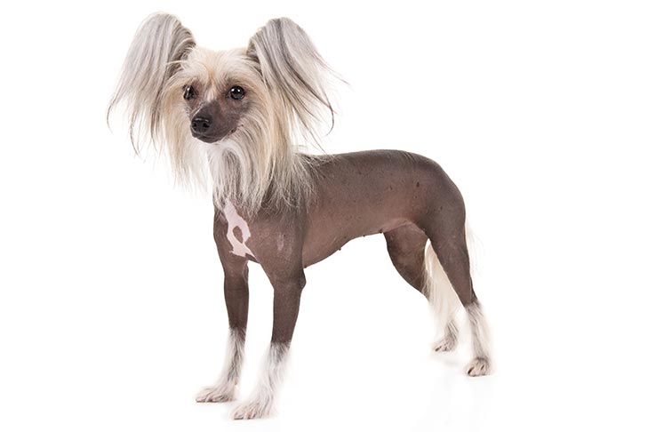 Chinese-Crested-1.jpg