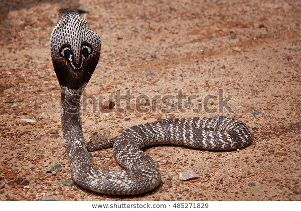 cobra-sri-lanka-600w-485271829.jpg