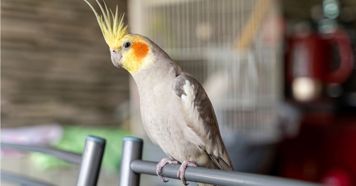 Cockatiel-close-up.jpg