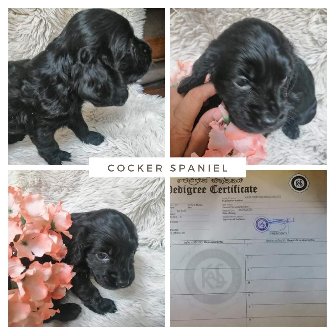 Cocker Spaniel.jpg