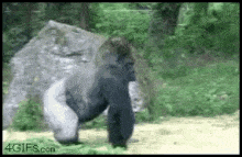 coffee-gorilla (1).gif
