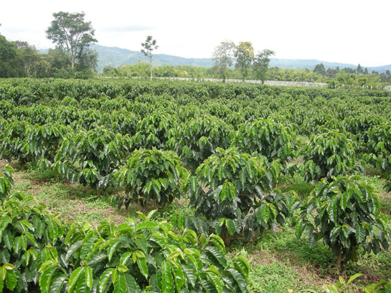 coffee-plants-field.jpg
