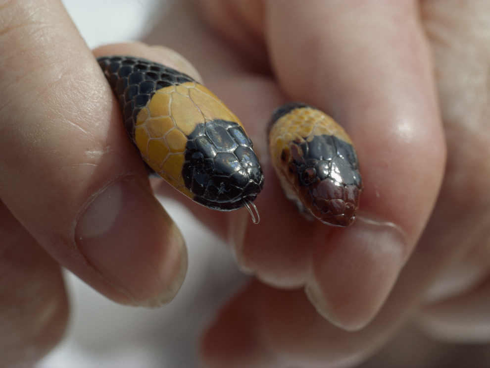 coral-snake-and-scarlet-king-snake.jpg