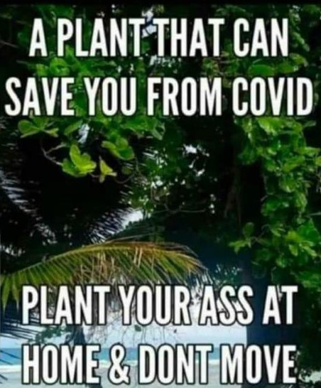 Covid_plant.jpg
