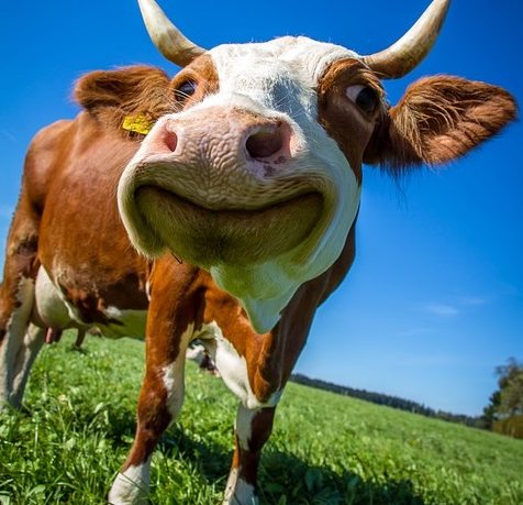 cow-2896329_960_720-Copy-476x459.jpg