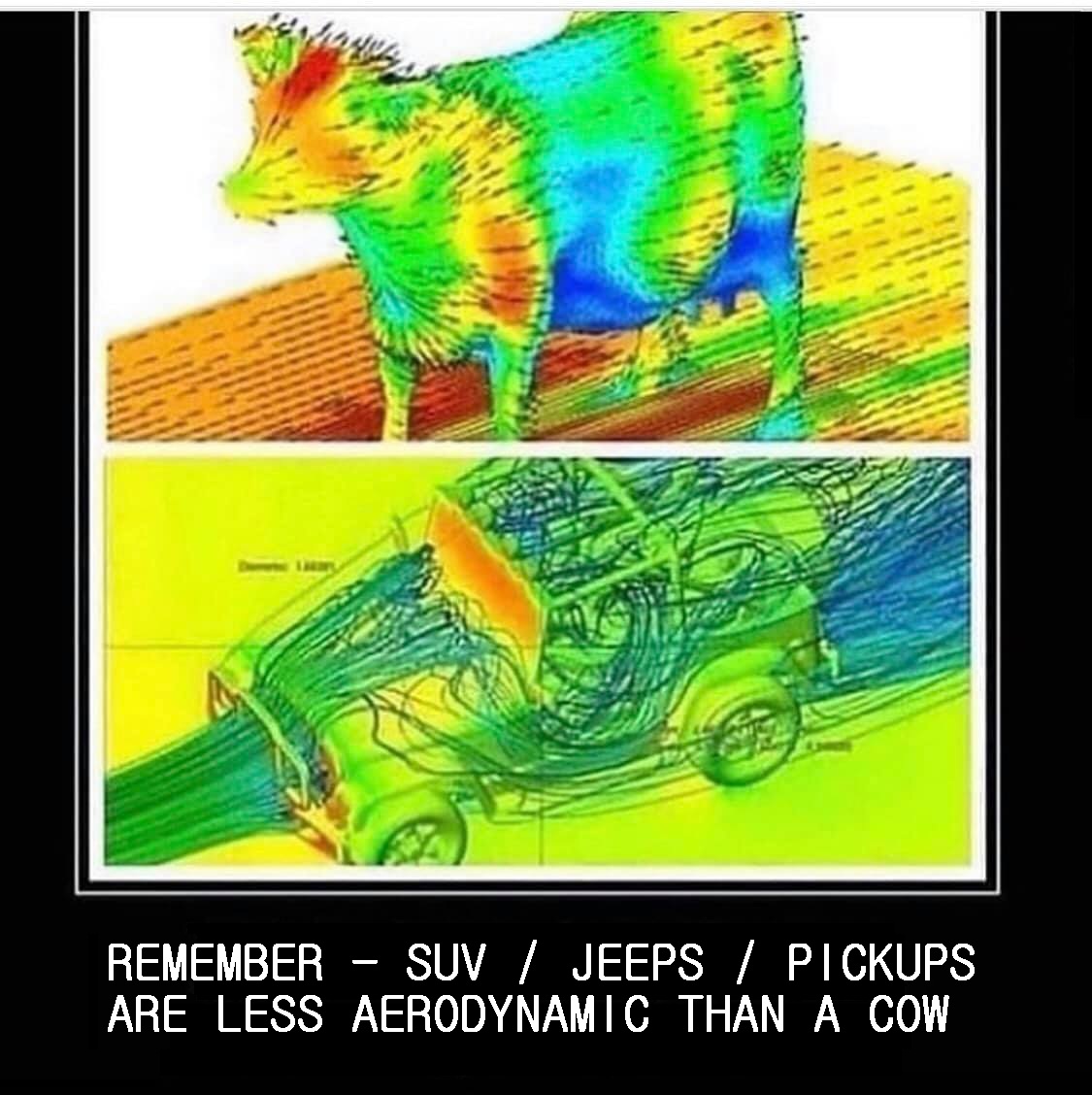 Cow.jpg