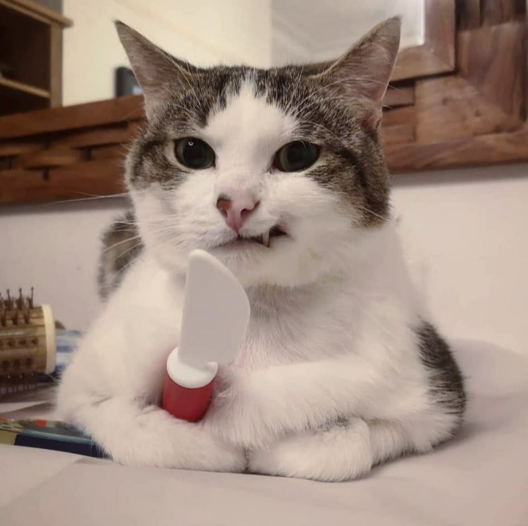 Cute Cat.jpg