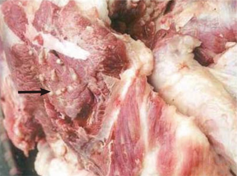 Cysticercus-cellulosae-in-pork-in-a-market-reproduced-from-8.jpg