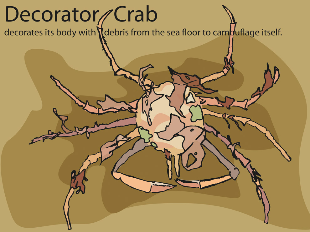 decorator-crab.jpg