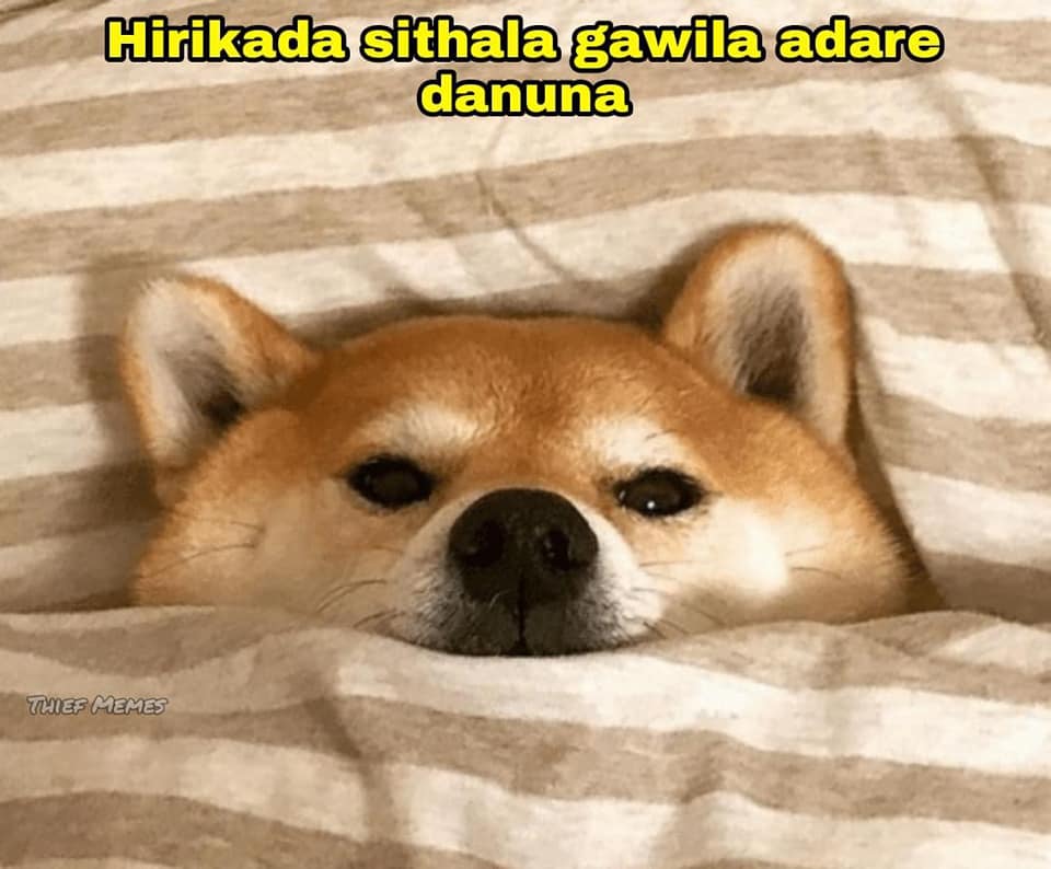 dgo.jpg