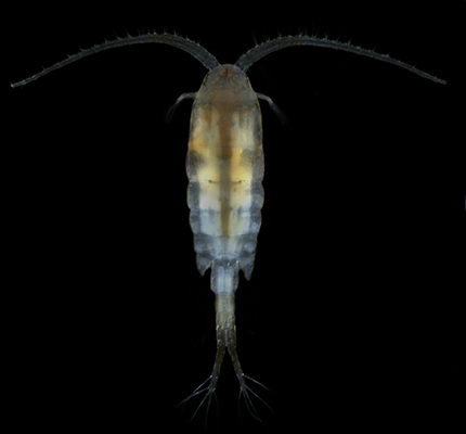 Diaptomus Img.jpg