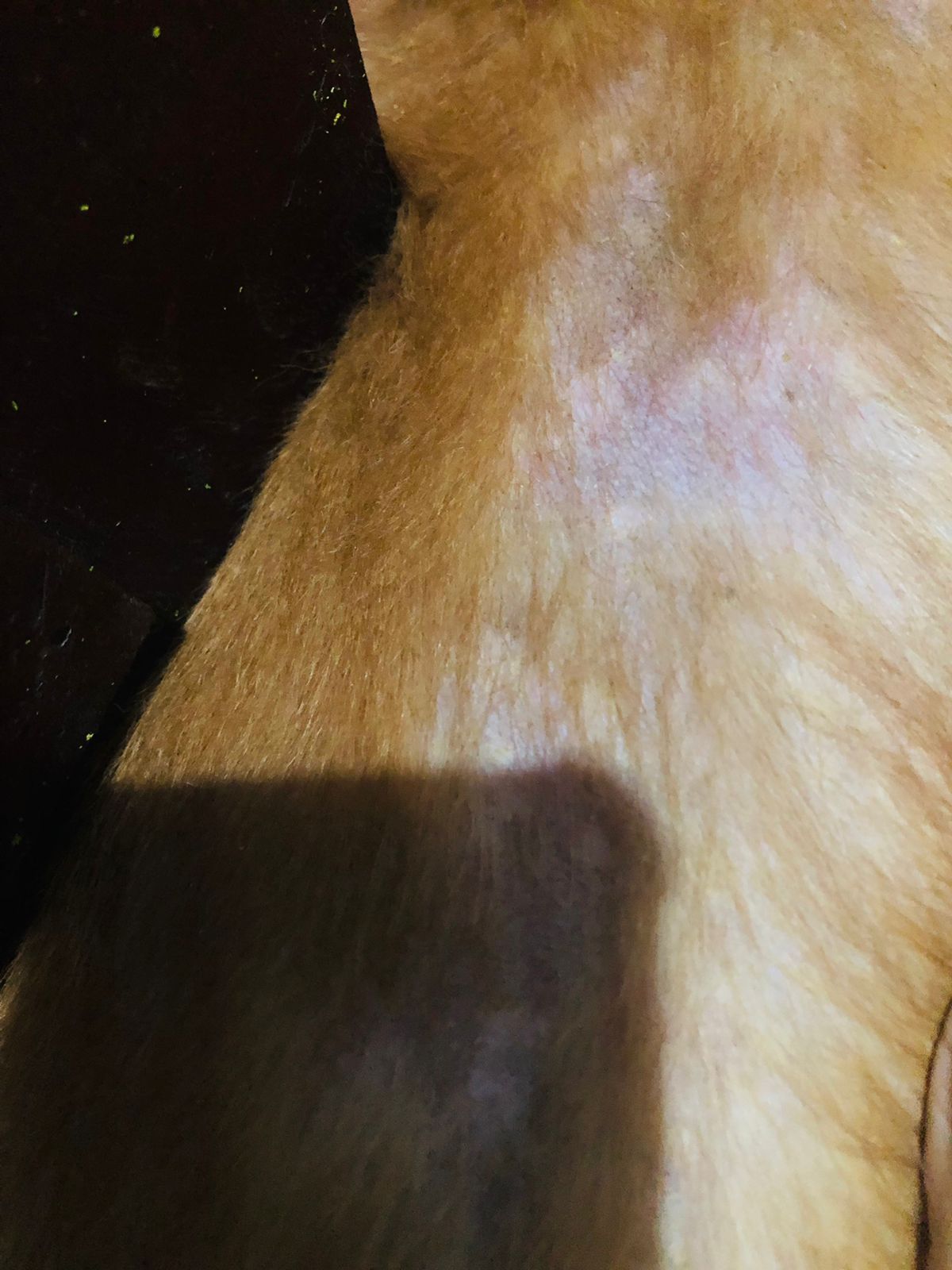 dog 3.jpg
