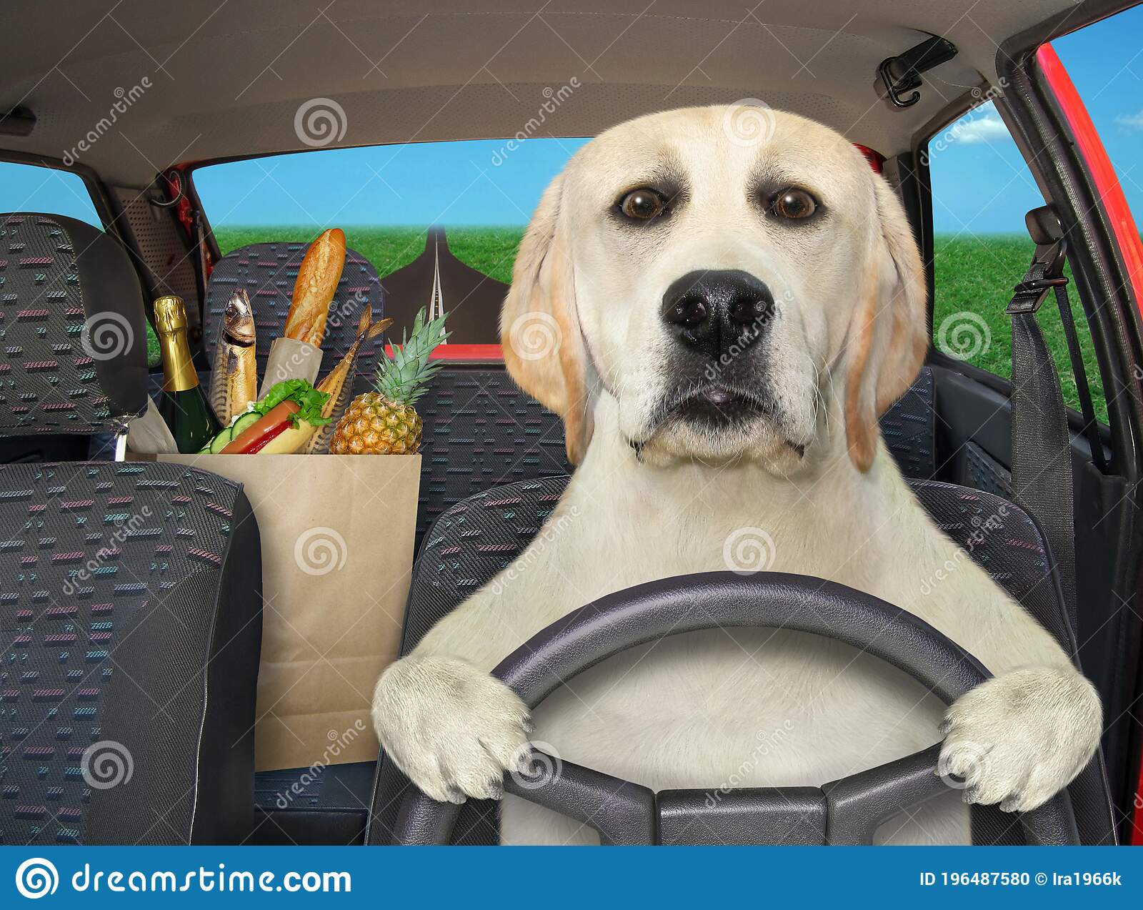 dog-driving-car-home-highway-paper-bag-food-next-to-him-196487580.jpg