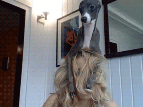 dog.gif