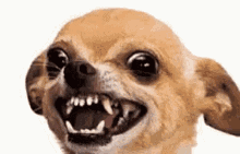 dog.gif